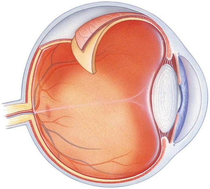 Внутренняя сетчатка. Фиброзная оболочка склера. Наружная оболочка глаза склера. Строение наружной оболочки глаза. Фиброзная оболочка глазного яблока анатомия.